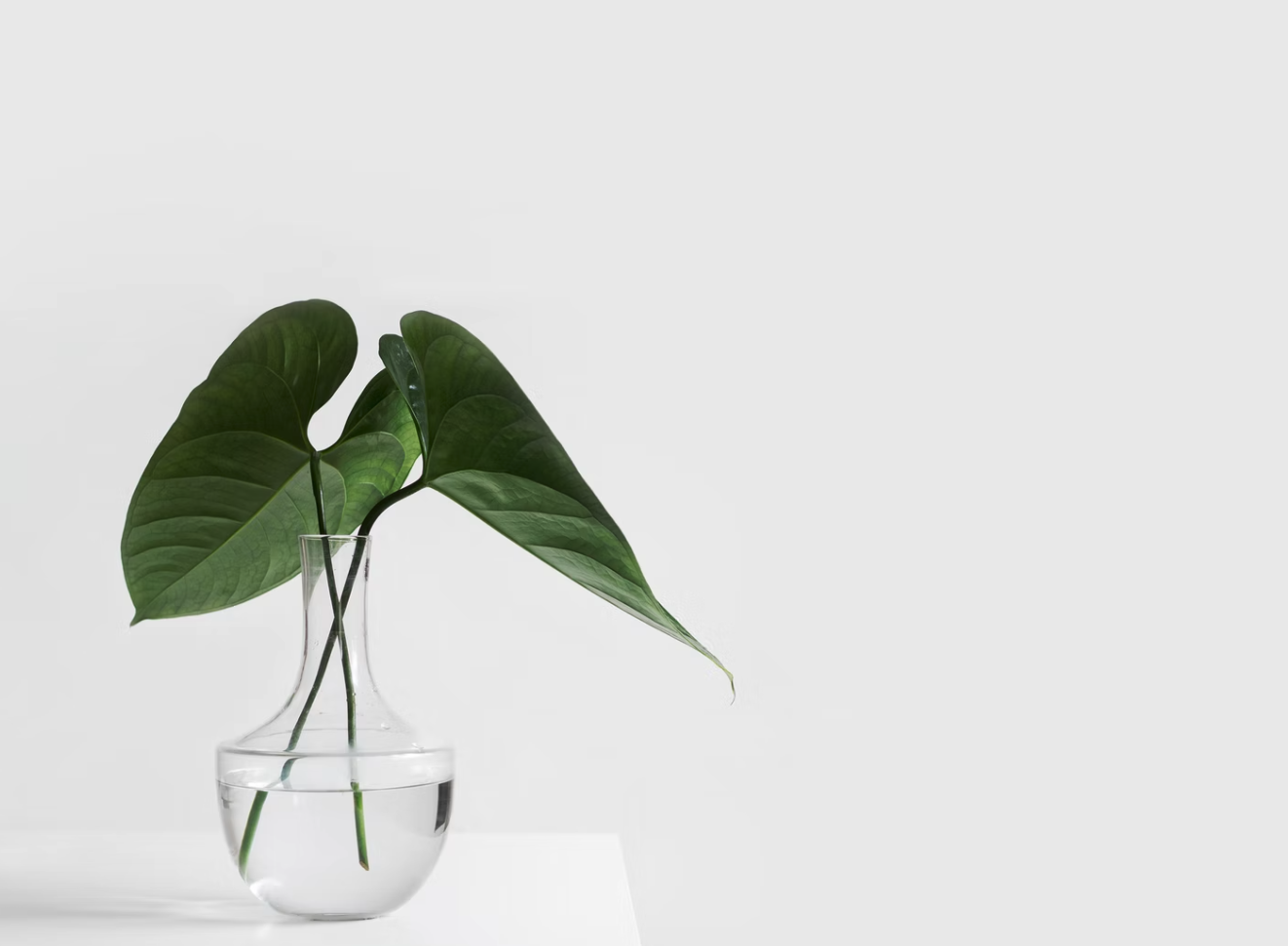 plant on white table